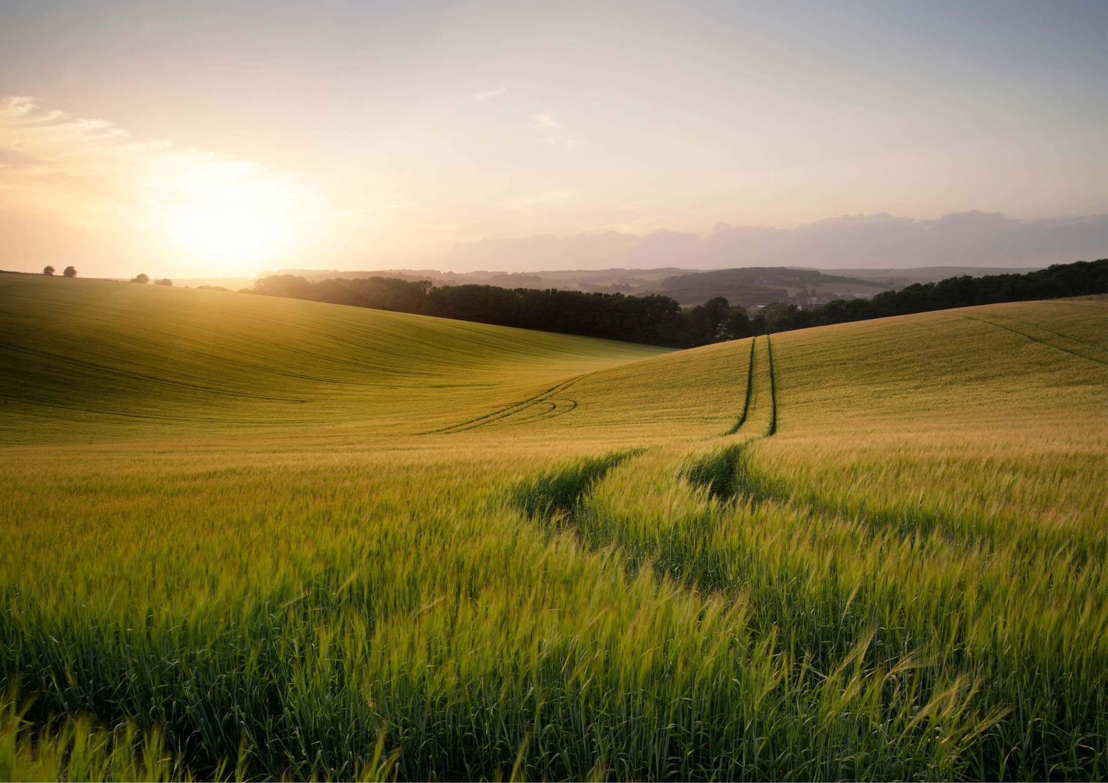 Concession des terrains à usage agricole